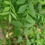 Fraxinus angustifolia Лист