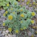 Rhodiola roseaFeuille