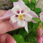 Aquilegia nigricans Flower