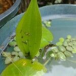 Alisma plantago-aquatica Fuelha