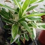 Maranta arundinacea Leaf