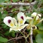 Calochortus eurycarpus Цветок