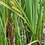 Carex rostrata Levél