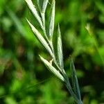 Elymus repens Květ