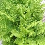 Dryopteris villarii Fulla