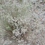 Corynephorus canescens Květ