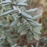 Teucrium dunense Hoja