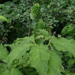 Arisaema tortuosum ശീലം