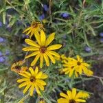 Helianthus angustifolius Kwiat