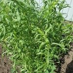 Artemisia dracunculus Лист