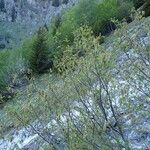 Alnus alnobetula Pokrój