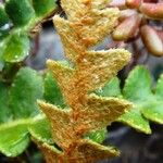 Asplenium ceterach Feuille