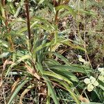 Digitalis ferruginea Hoja