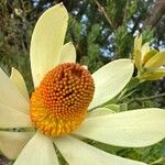 Leucadendron laureolum Floare