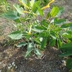 Nicotiana glauca Цветок