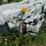 Senecio doronicum Habit