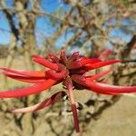 Erythrina flabelliformis Λουλούδι