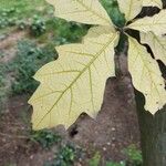 Quercus rubraLeaf