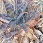 Aloe maculataFolha