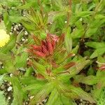 Oenothera fruticosa 花