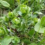 Sedum telephium Leaf