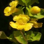 Aureolaria grandiflora 花