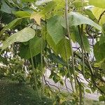 Catalpa bignonioidesFruto