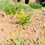 Bulbine abyssinica A. Rich.Flor