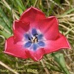 Tulipa montisandrei Flor
