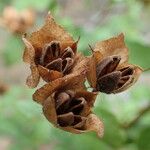 Cistus populifolius Ffrwyth