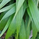 Setaria palmifolia برگ