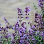 Nepeta grandiflora Hoja