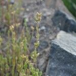 Silene apetala Mbuma