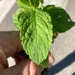 Mentha spicata Leaf