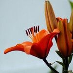 Lilium bulbiferum Цветок