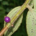 Miconia monantha