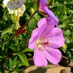 Geranium richardsonii Fiore