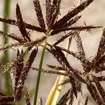 Cyperus longus Fruto