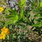 Lithospermum canescens Kvet