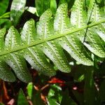 Thelypteris tetragona Други