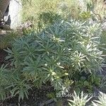 Echium brevirame Staniste