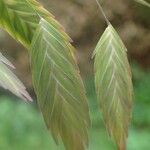 Chasmanthium latifolium Foglia