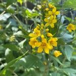 Lysimachia vulgarisപുഷ്പം