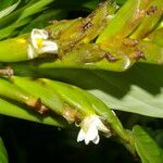 Hylaeanthe unilateralis Flower