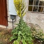 Verbascum speciosum Kvet