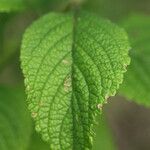 Stachytarpheta mutabilis पत्ता