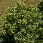 Photinia arbutifolia Leaf