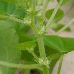 Parietaria debilis Çiçek