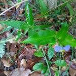 Commelina erectaYaprak