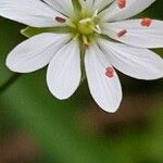 Stellaria graminea Květ